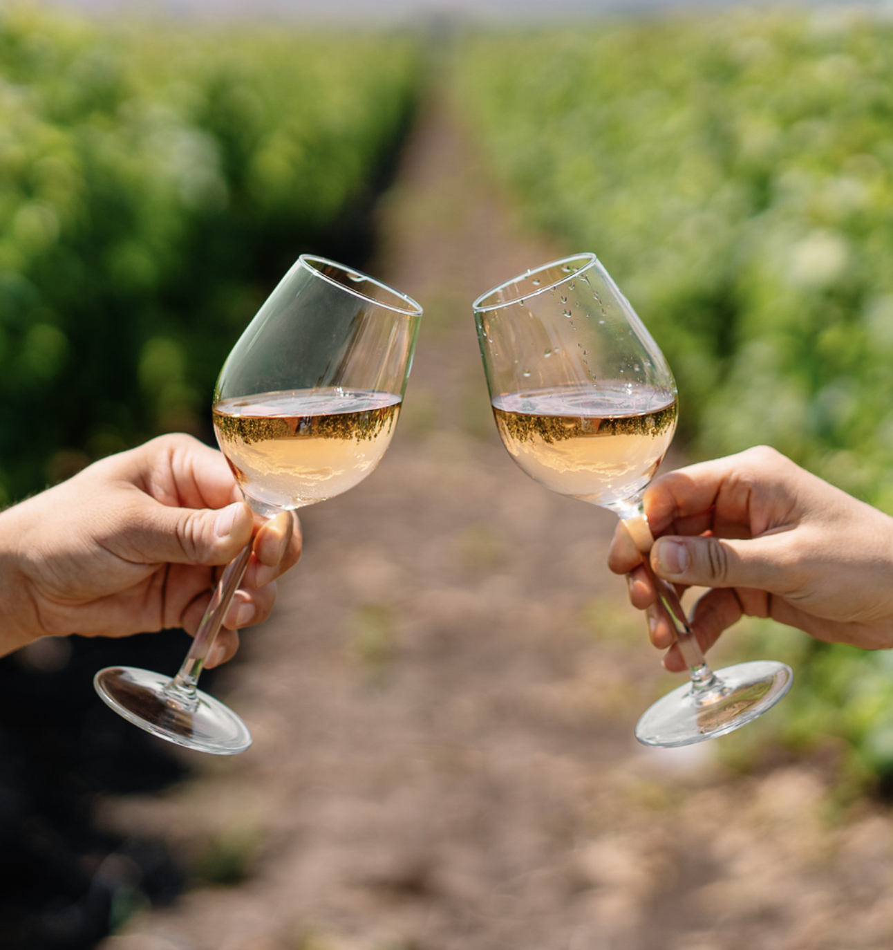 monterey wine tour toasting rose